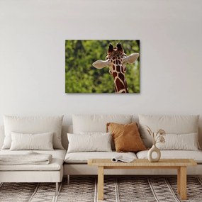A zsiráf képe hátulról (70x50 cm)