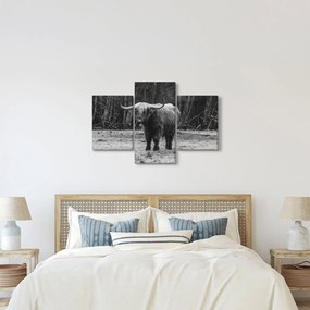Kép - Skót tehén (90x60 cm)