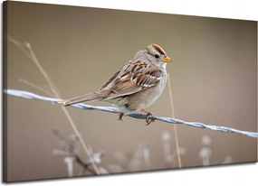 Vászonkép Állatok Madár Veréb 120x70 cm