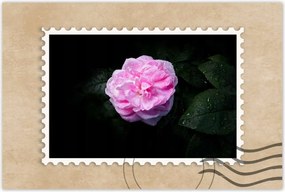 Poszter 90x60 RĂłzsaszĂn bazsarĂłzsa cseppekkel