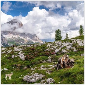 Poszterek 70x70 Bárány a hegyekben Kilátás