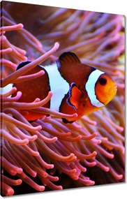 Vászonkép 60x80 Sügér bohóc a zátonyon