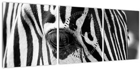 Zebra képe (órával) (90x30 cm)