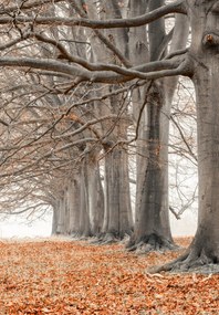 Poszter 68x98cm Fák egy sorban narancssárga levelek, Assaf Frank