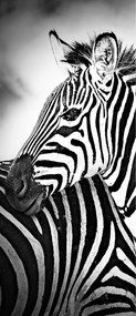Fotótapéta Zebra Afrika fekete-fehér szafari állatok 91x211 +ragasztó
