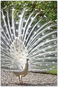 Poszterek 60x90 Madarak