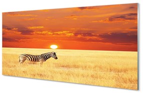 Akrilkép Zebra mező naplemente 125x50 cm