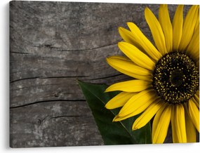 Kép - Napraforgó virága (70x50 cm)