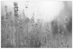 Kép - Levendula (90x60 cm)