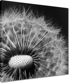 Vászonkép 40x40 Pitypang Virág Virágok