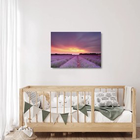 Üveg kép - Levendula mező (70x50 cm)
