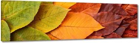 Vászonkép 170x50 Őszi színes levelek Levelek az ősz színeiben