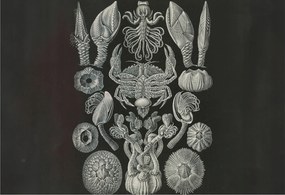 Stílusos Dekoratív Fotótapéta Flizelin Vízalatti formák 152x104 Ragasztó