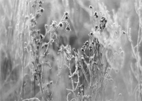 Kép - Wild Meadow (70x50 cm)