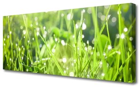 Vászonkép nyomtatás Grass Nature Plant 100x50 cm