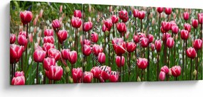 Tulipán képe (órával) (90x30 cm)
