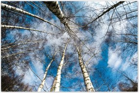 Poszterek 120x80 Nyírfa
