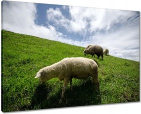Vászonkép 70x50 Bárányok a legelőn