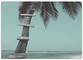 Kép - Palma a Karib-tengeren (70x50 cm)