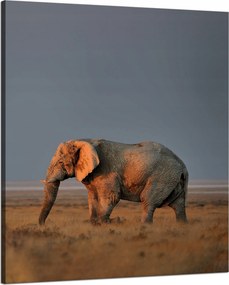 Vászonkép Elefánt szavanna Afrika Ég Fű 80x100 cm