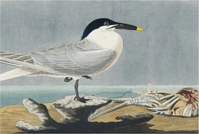 Fotótapéta Flizelin a nappali hálószobába Ornitológiai elegancia 104x70