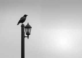 Poszter 84,1x59,4cm Magányos Holló Állvány