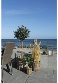 Sema kosarak, kubu rattan, natúr 3 db