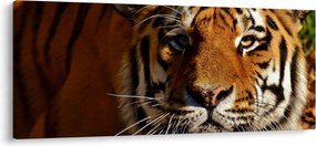 Tigris képe (120x50 cm)