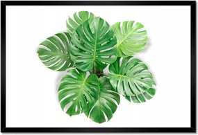 Poszter keretben 60x40 Lyukas szörny levelek