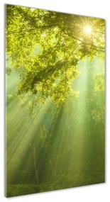 Üvegkép nyomtatás Sun az erdőben osv-88868942