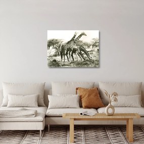 Üveg kép - Zsiráfok, vintage (70x50 cm)
