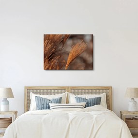 Kép - Cortaderia (70x50 cm)