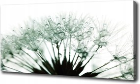 Vászonkép Pitypang magok 100x70 cm