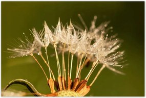 Poszterek 120x80 Pitypang pitypang