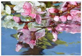 Fotótapéta Cseresznyevirág víz 104x70 cm