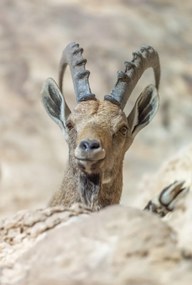 Poszter 61x90,5cm Nubiana Ibex 5, Assaf Frank