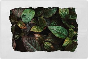 Poszterek 60x40 Trópusi levelek Levelek