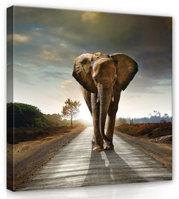 Elefánt az úton, vászonkép, 80x80 cm méretben