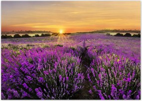 Poszterek 70x50 Levendula naplemente