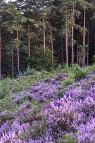 Poszter 61x91,5cm Hanga és fenyő, Assaf Frank