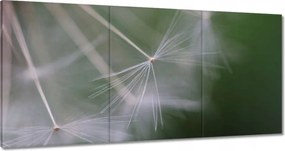 Vászonkép 120x60 Pitypang Virág Virágok