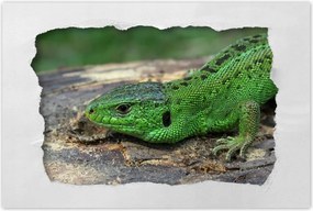 Poszterek 120x80 Zöld gyík
