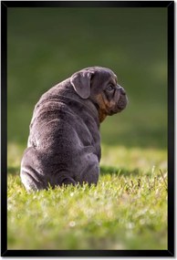 Poszterek keretben 40x60 Kutya Kutyák