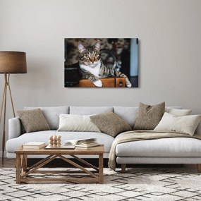 Macska képe (90x60 cm)