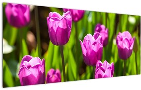 Tulipánok a réten képe (120x50 cm)