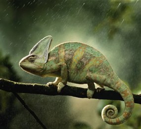 Fotográfia Veiled chameleon  on branch during, Peter Finch