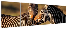 Kép - zebra (170x50cm)