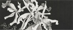 Dekoratív Fotótapéta Falikép Orchidea illusztráció 250x104 Ragasztó