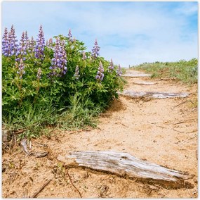 Poszterek 140x140 Lépcsők Virágok Rét