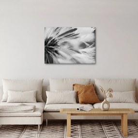 Kép - Makró, fekete-fehér (70x50 cm)